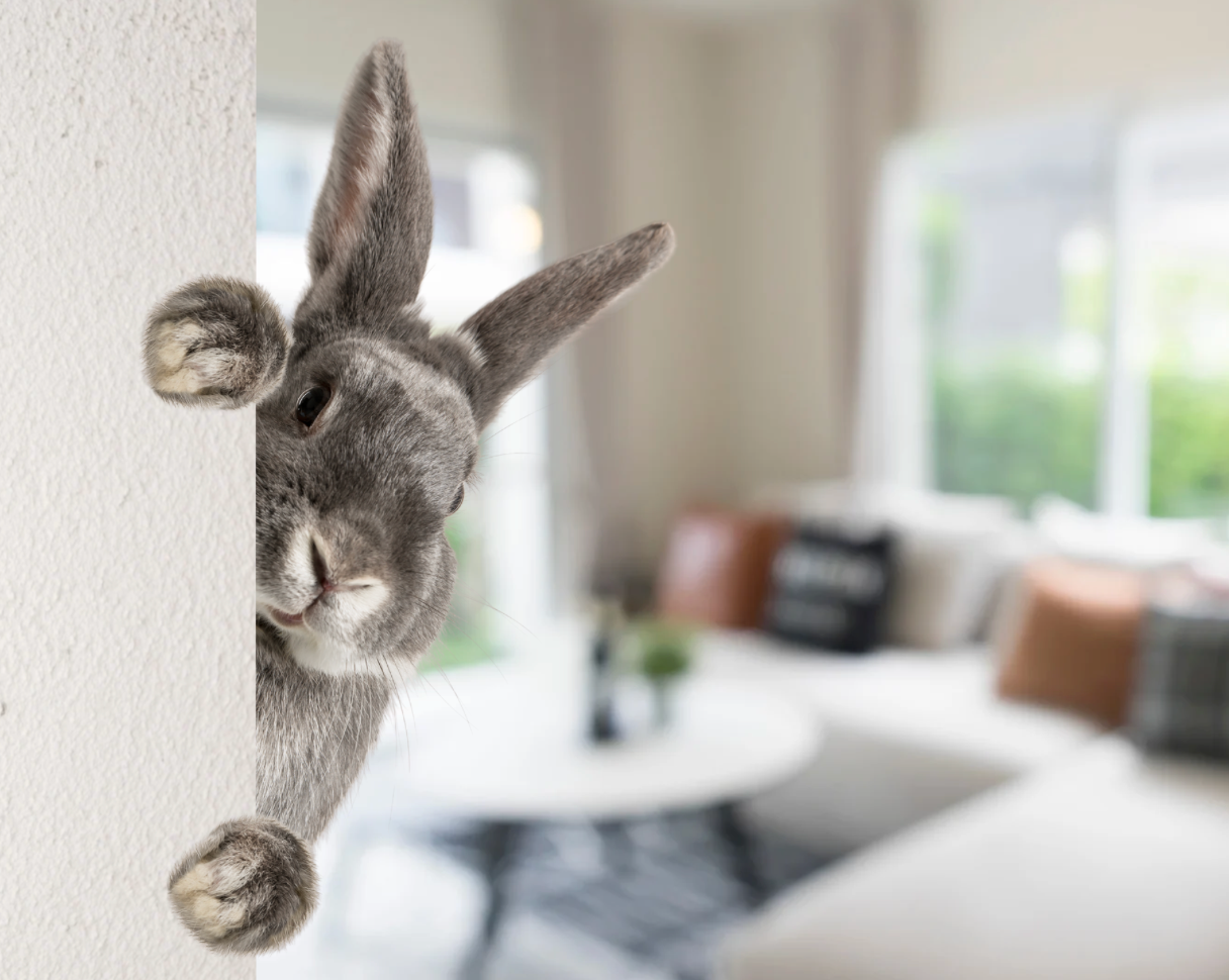 Pourquoi mon lapin a peur ?