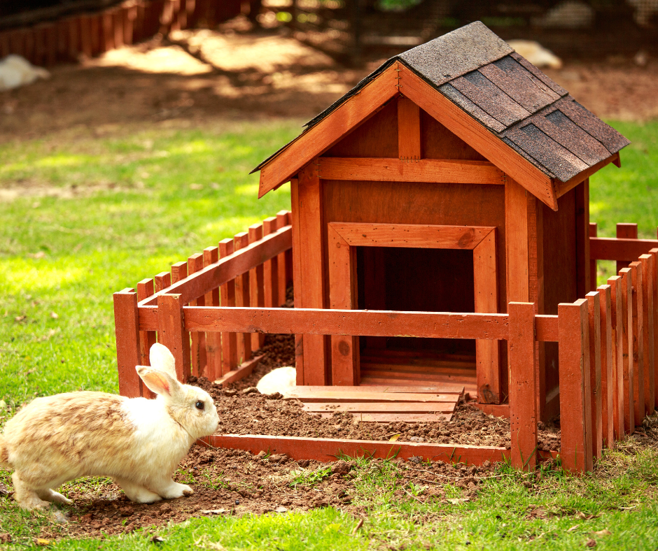 Les 5 erreurs à éviter dans l'habitat de ton lapin