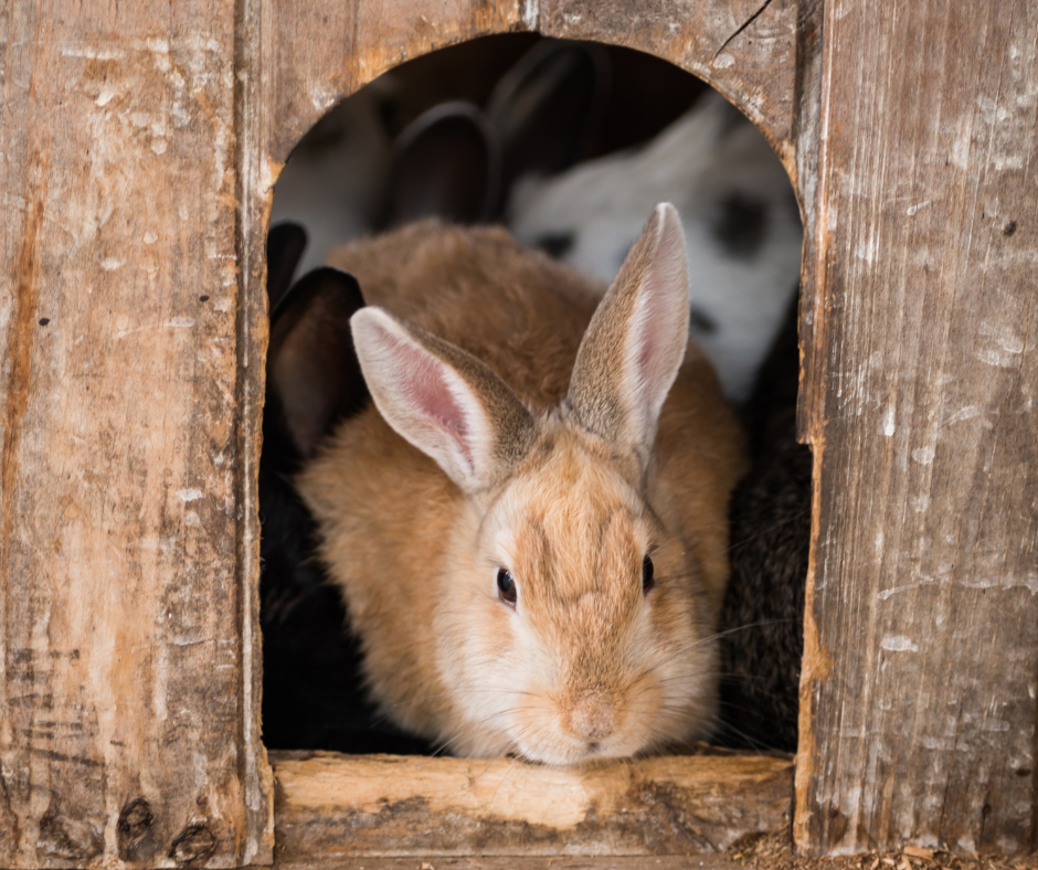 Sécuriser sa maison pour son lapin