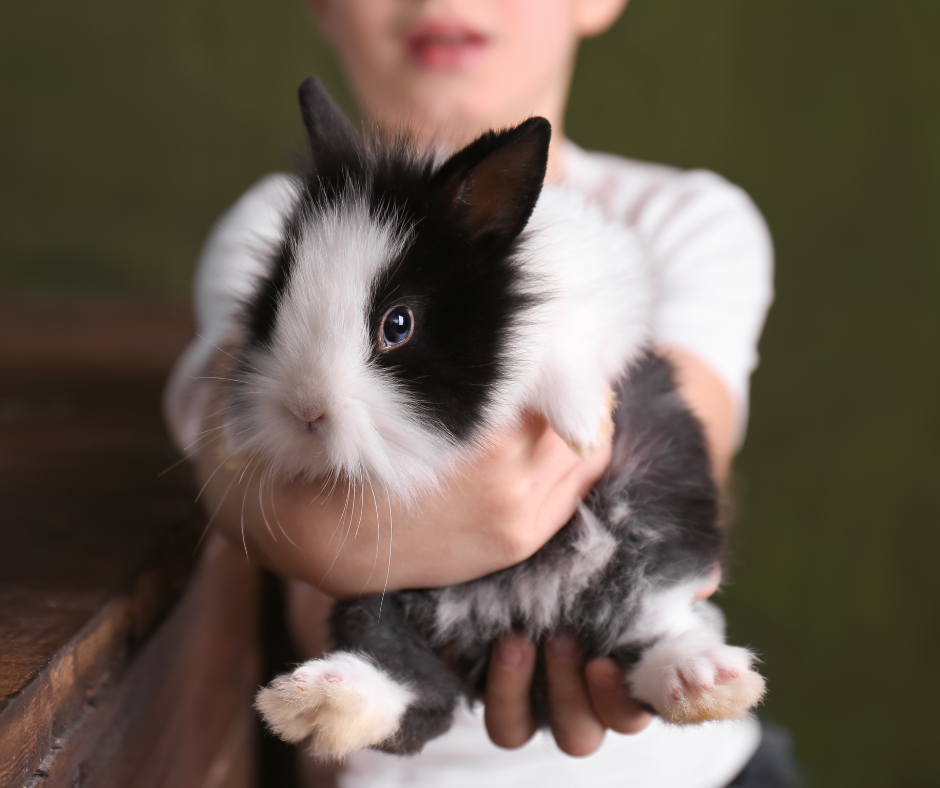 Accueillir son premier lapin en 4 étapes essentielles